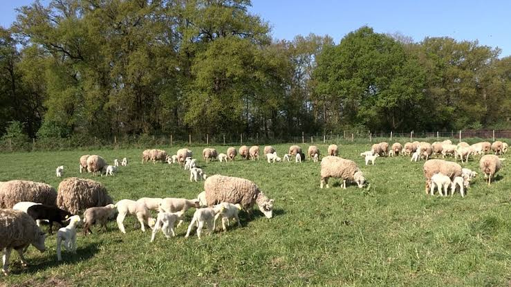 Vente Terrain agricole 2 pièces 95000.00 m² Tipaza Attatba