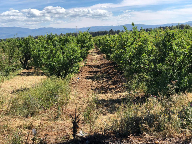 Vente Terrain agricole 2 pièces 95000.00 m² Tipaza