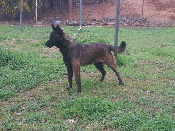 Chien malinois à vendre 