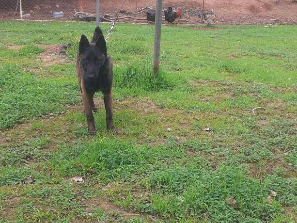 Chien malinois à vendre 