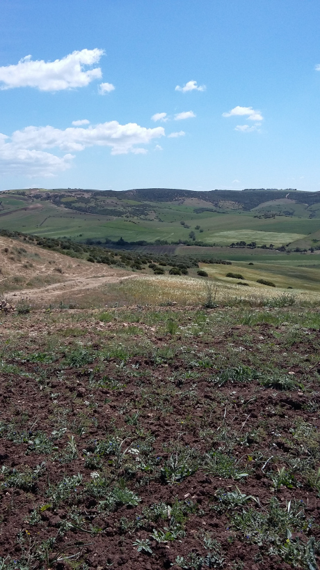 Vente Terrain agricole 18000 m² Oran Ain Kerma