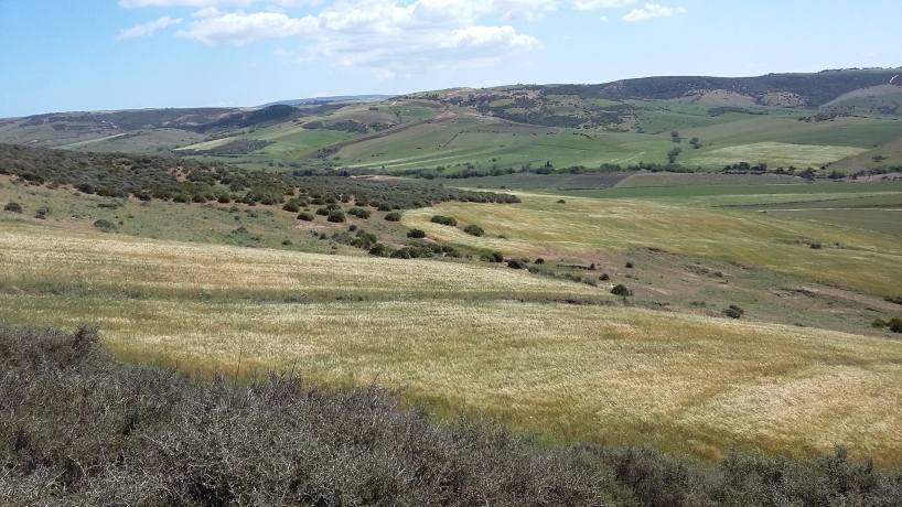 Vente Terrain agricole 18000 m² Oran Ain Kerma