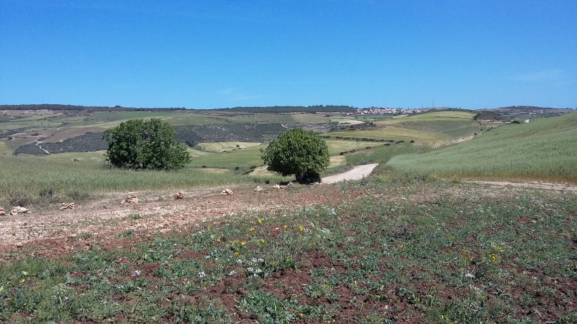  Farmland 18000 m² for sale Oran Ain Kerma