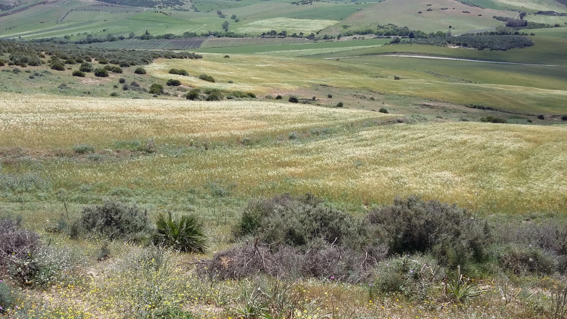  Farmland 18000 m² for sale Oran Ain Kerma