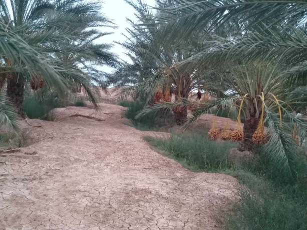 Vente Terrain agricole Biskra El Haouch