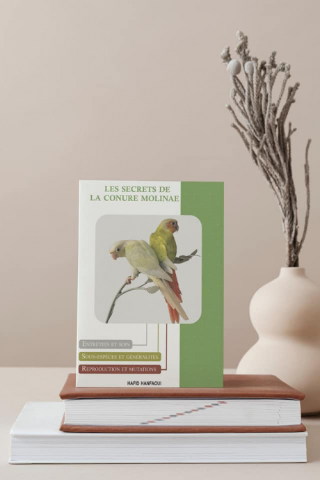 les secrets de la conure molinae