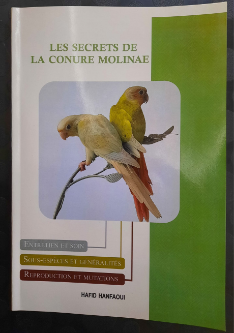 les secrets de la conure molinae