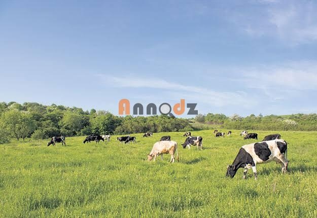 Vente Terrain agricole 25000.00 m² Tipaza Attatba