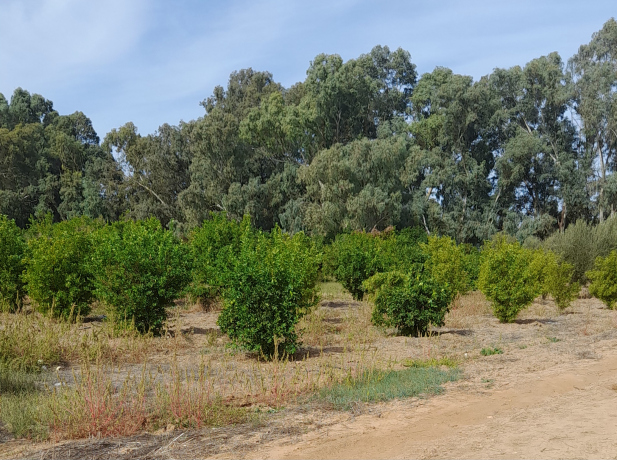 Vente Terrain agricole 10000 m² Tlemcen Ain Youcef