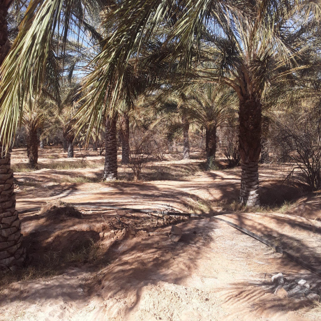 Vente Ferme 30000 m² Biskra Lioua