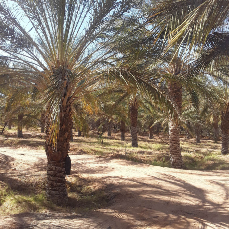 Vente Ferme 30000 m² Biskra Lioua