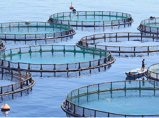 équipements pour l'aqua culture et l'Aliment pour poisson, pour bétail et volaille 