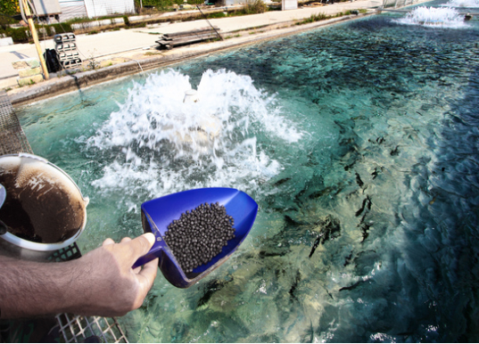 équipements pour l'aqua culture et l'Aliment pour poisson, pour bétail et volaille 