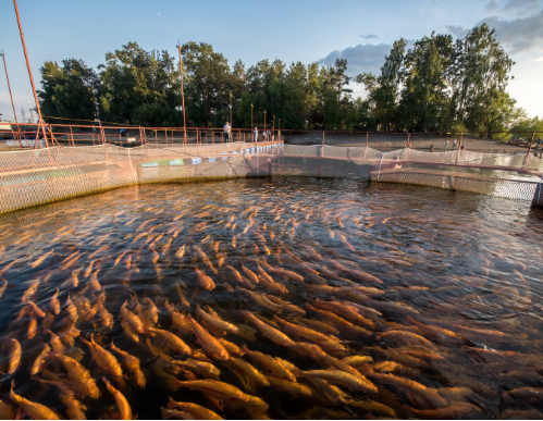 équipements pour l'aqua culture et l'Aliment pour poisson, pour bétail et volaille 