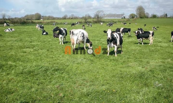 Vente Terrain agricole 2 pièces 70000 m² Tipaza