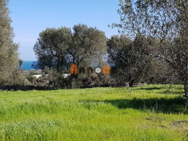 2 parts Farmland 700000 m² for sale Tipaza