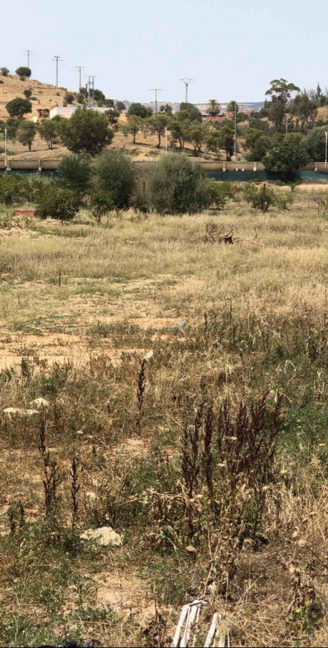  Land 2000 m² for sale Chlef